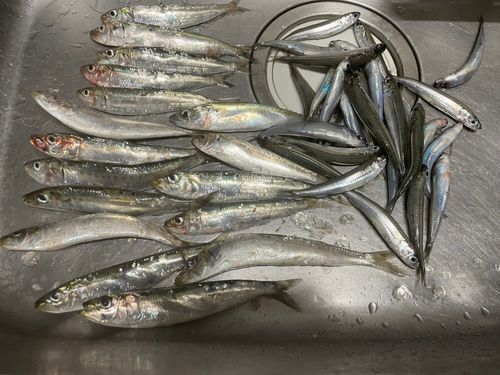 イワシの釣果