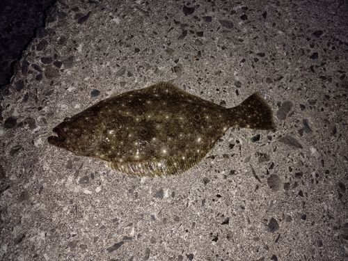ヒラメの釣果