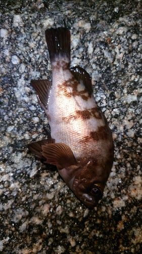 メバルの釣果