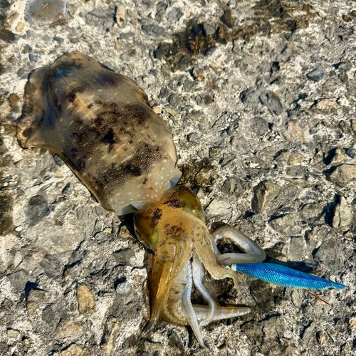 アオリイカの釣果