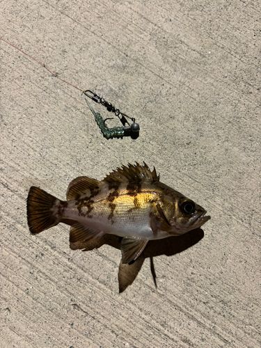 メバルの釣果