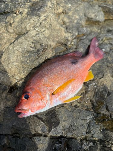 クロホシフエダイの釣果