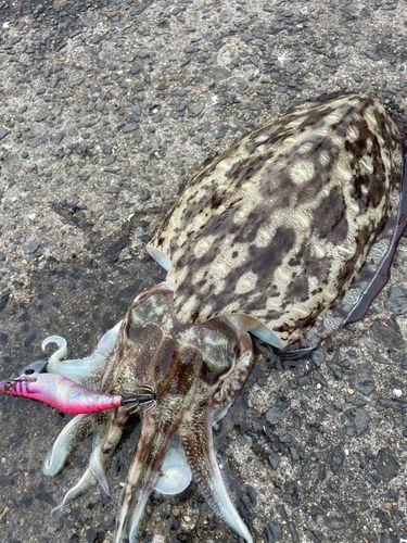 モンゴウイカの釣果