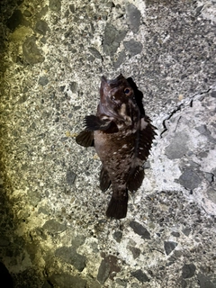 ソイの釣果