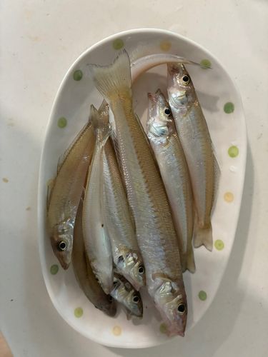 シロギスの釣果