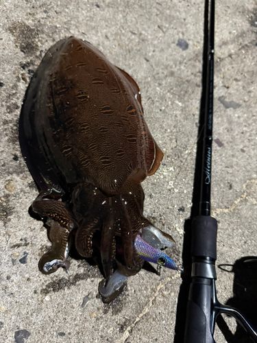 モンゴウイカの釣果