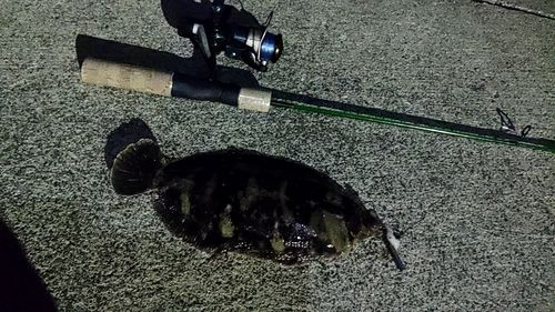ナメタガレイの釣果
