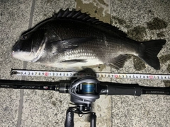 チヌの釣果