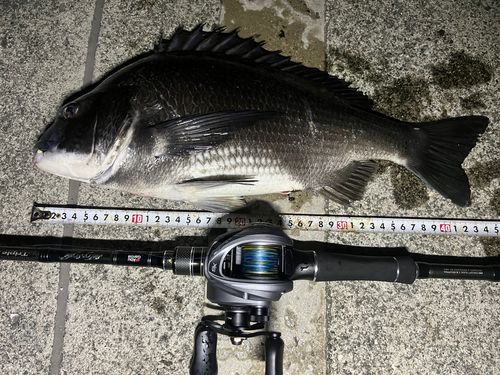 チヌの釣果