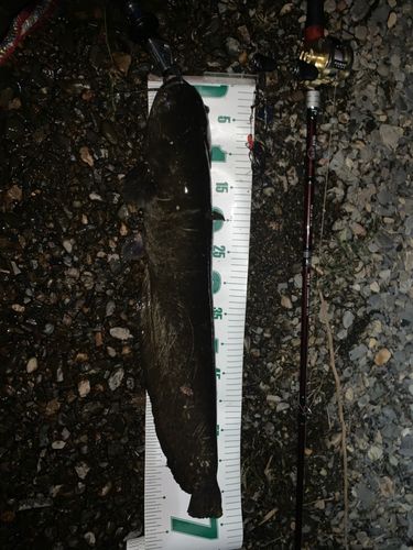 ナマズの釣果