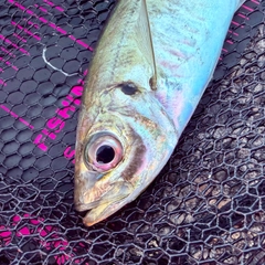 マアジの釣果