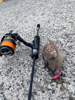 ハコフグの釣果