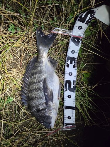 クロダイの釣果