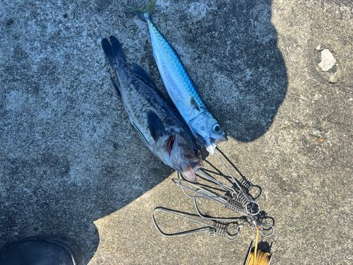 サバの釣果