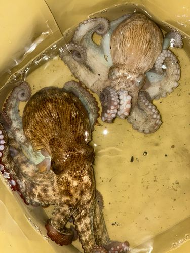タコの釣果