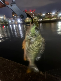 キビレの釣果