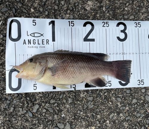 コブダイの釣果