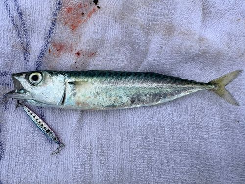 マサバの釣果
