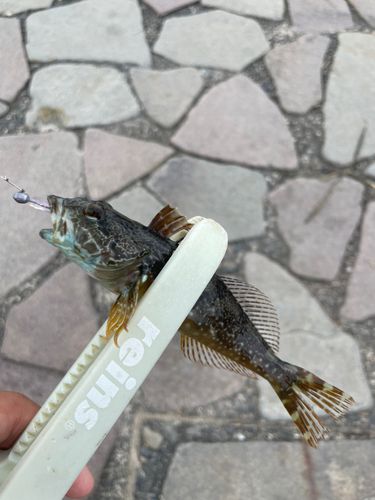 アナハゼの釣果