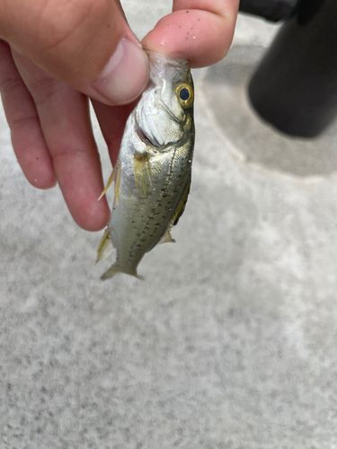 セイゴ（ヒラスズキ）の釣果