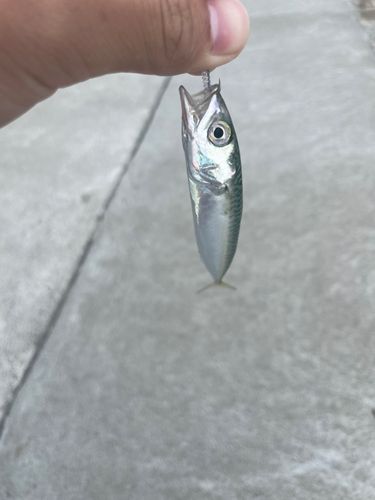マサバの釣果