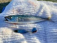 マサバの釣果