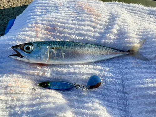 マサバの釣果