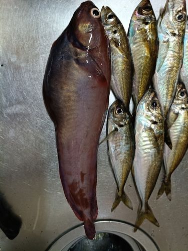 エゾイソアイナメの釣果