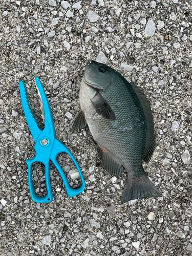 クチブトグレの釣果