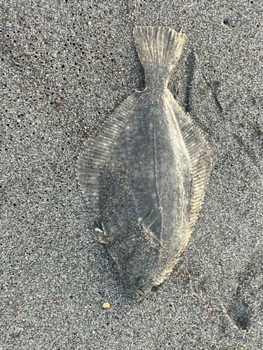 イシガレイの釣果