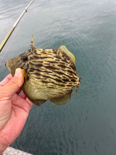 カワハギの釣果