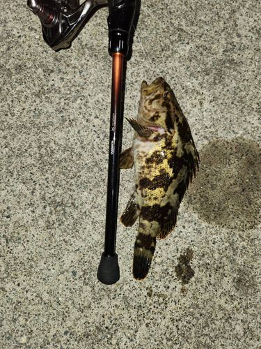 クロソイの釣果