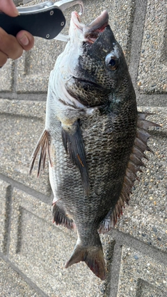 クロダイの釣果