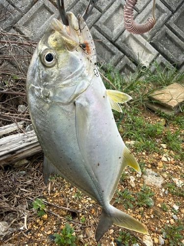 メッキの釣果
