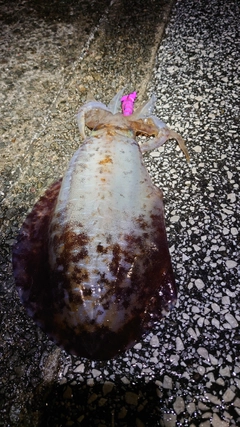 アオリイカの釣果