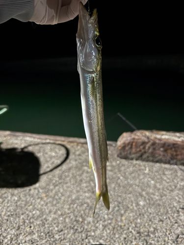 カマスの釣果