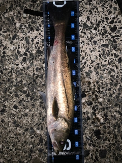 マルスズキの釣果