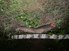ナマズの釣果