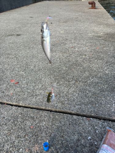 イワシの釣果