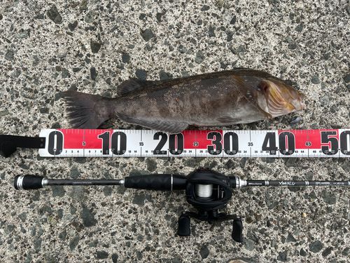 アブラコの釣果
