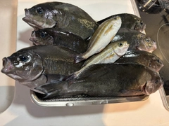 メジナの釣果