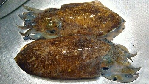 コウイカの釣果