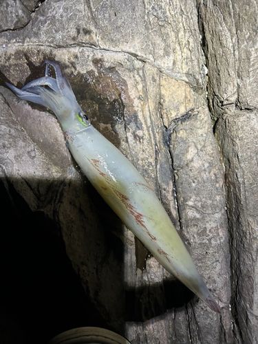 イカの釣果