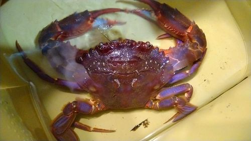 イシガニの釣果