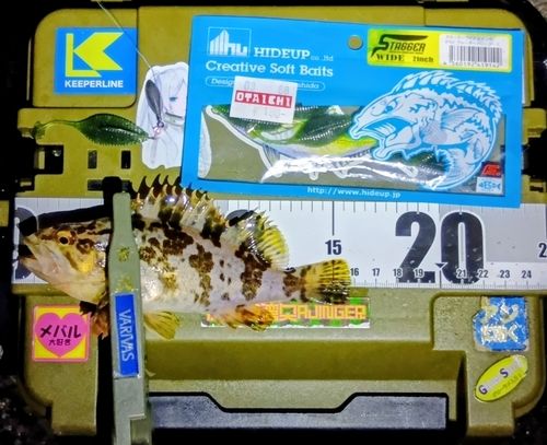 タケノコメバルの釣果