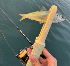 サッパの釣果