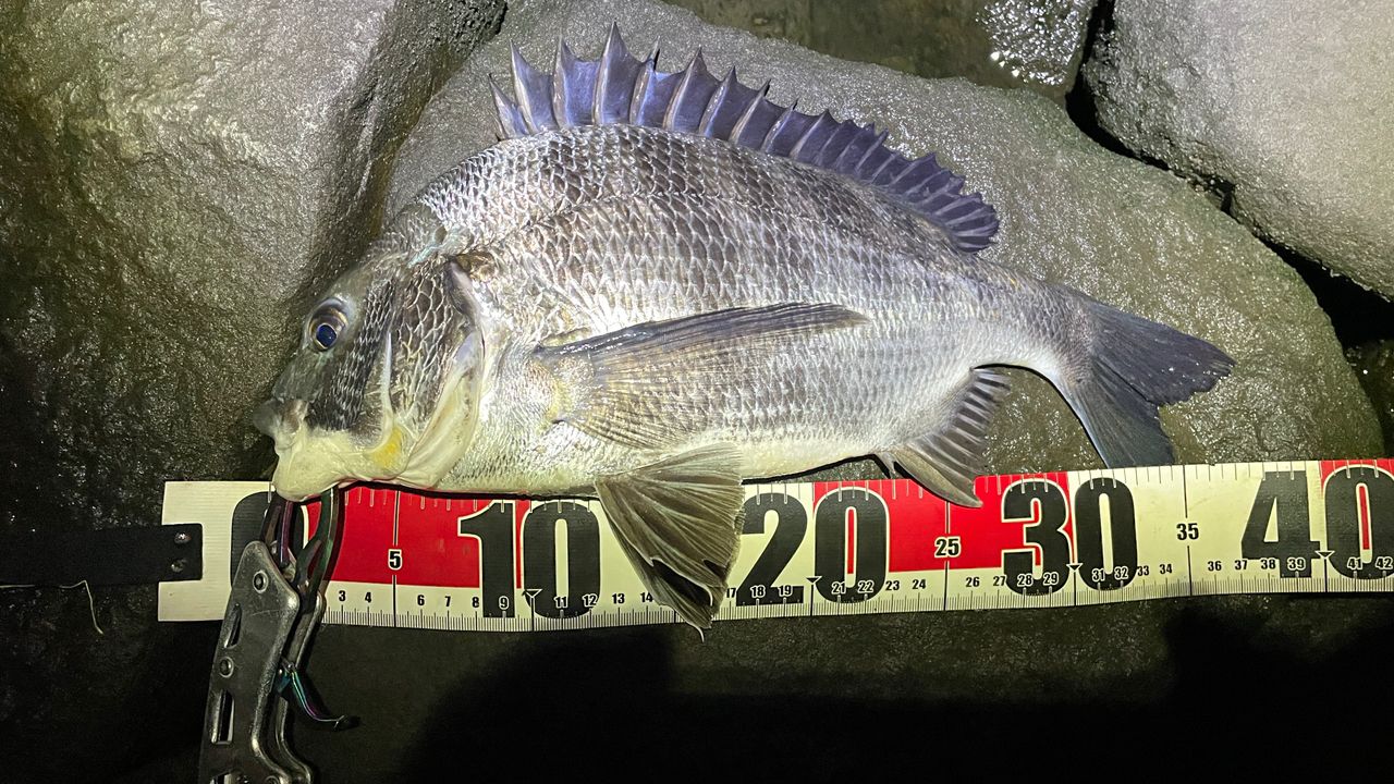 SHIMANO 18ディアルーナ S90MLの最安値・インプレ・釣果 | 本音の