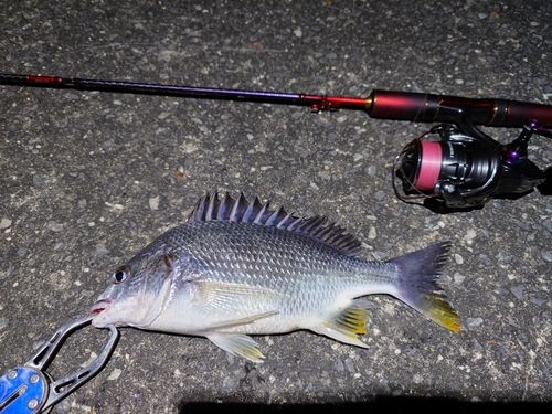 キビレの釣果