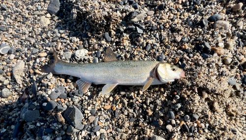 ウグイの釣果