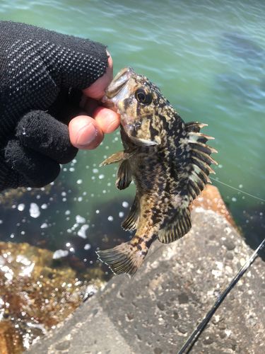 クロソイの釣果